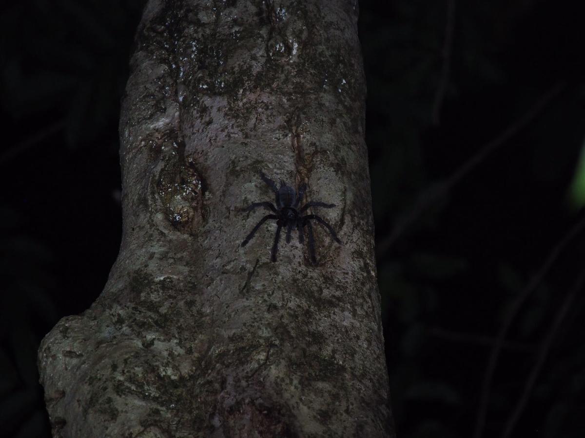 Renny'S Tangkoko Safety Stop Bitung Kültér fotó